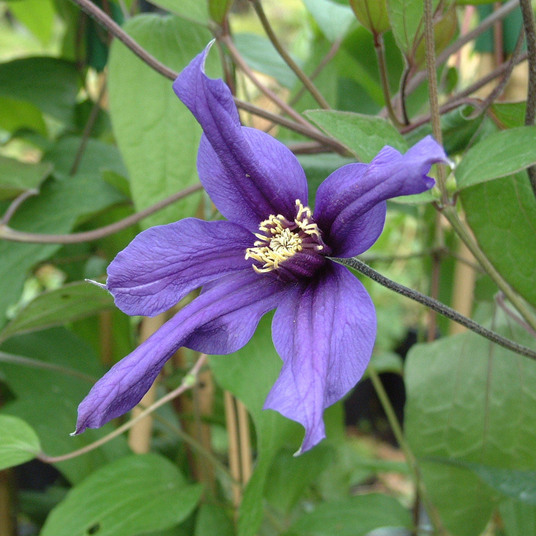 CLEMATIS_PETIT_FAUCON purple flower
