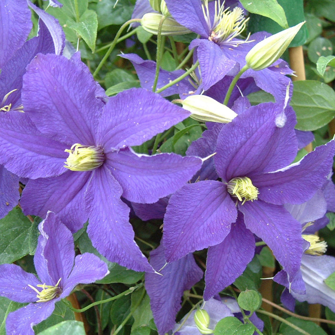 Rhapsody flower, soft purple flower with yellow centre
