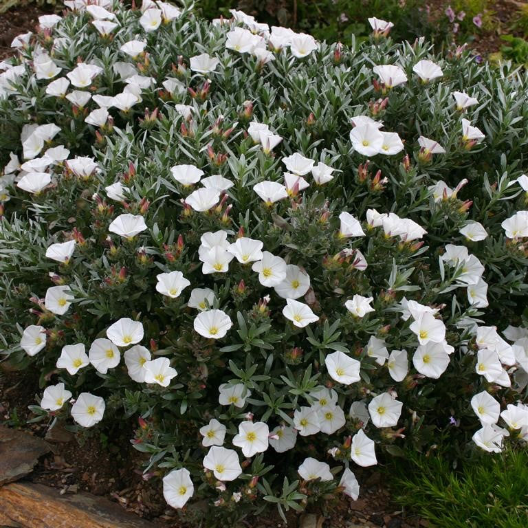 Convolvulus cneorum (Silverbush)