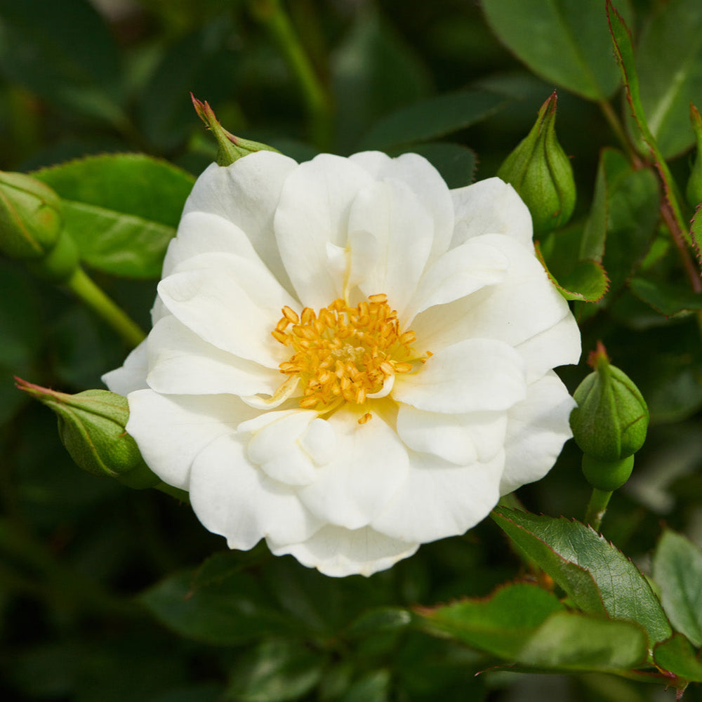 Rosa 'White Cover' (Towne & Country Collection)