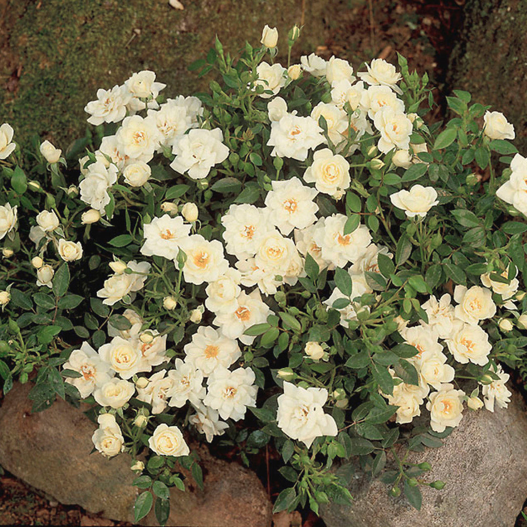 Rosa 'White Cover' (Towne & Country Collection)