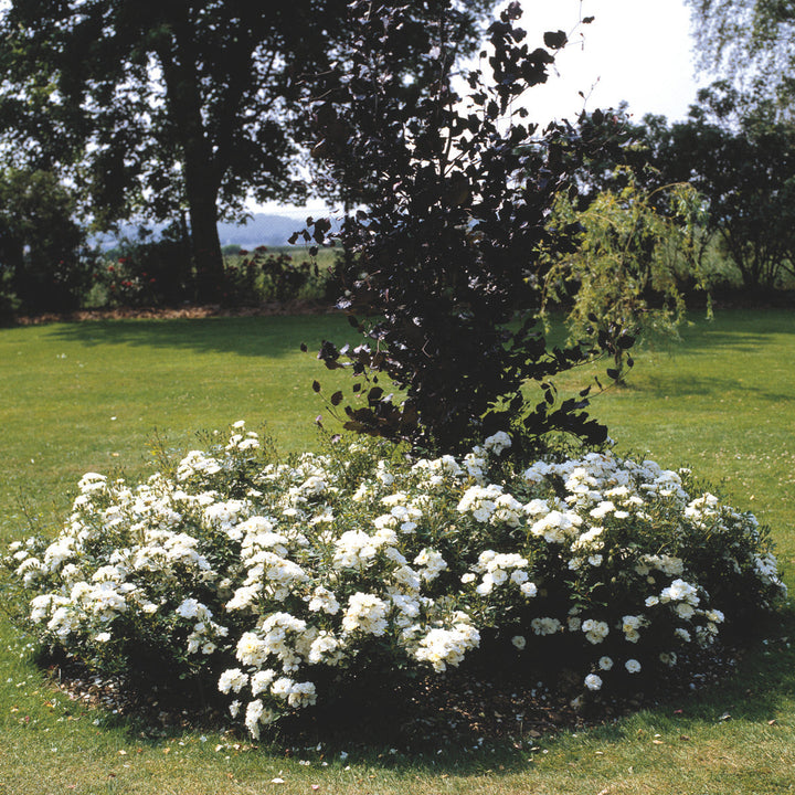 Rosa 'White Cover' (Towne & Country Collection)