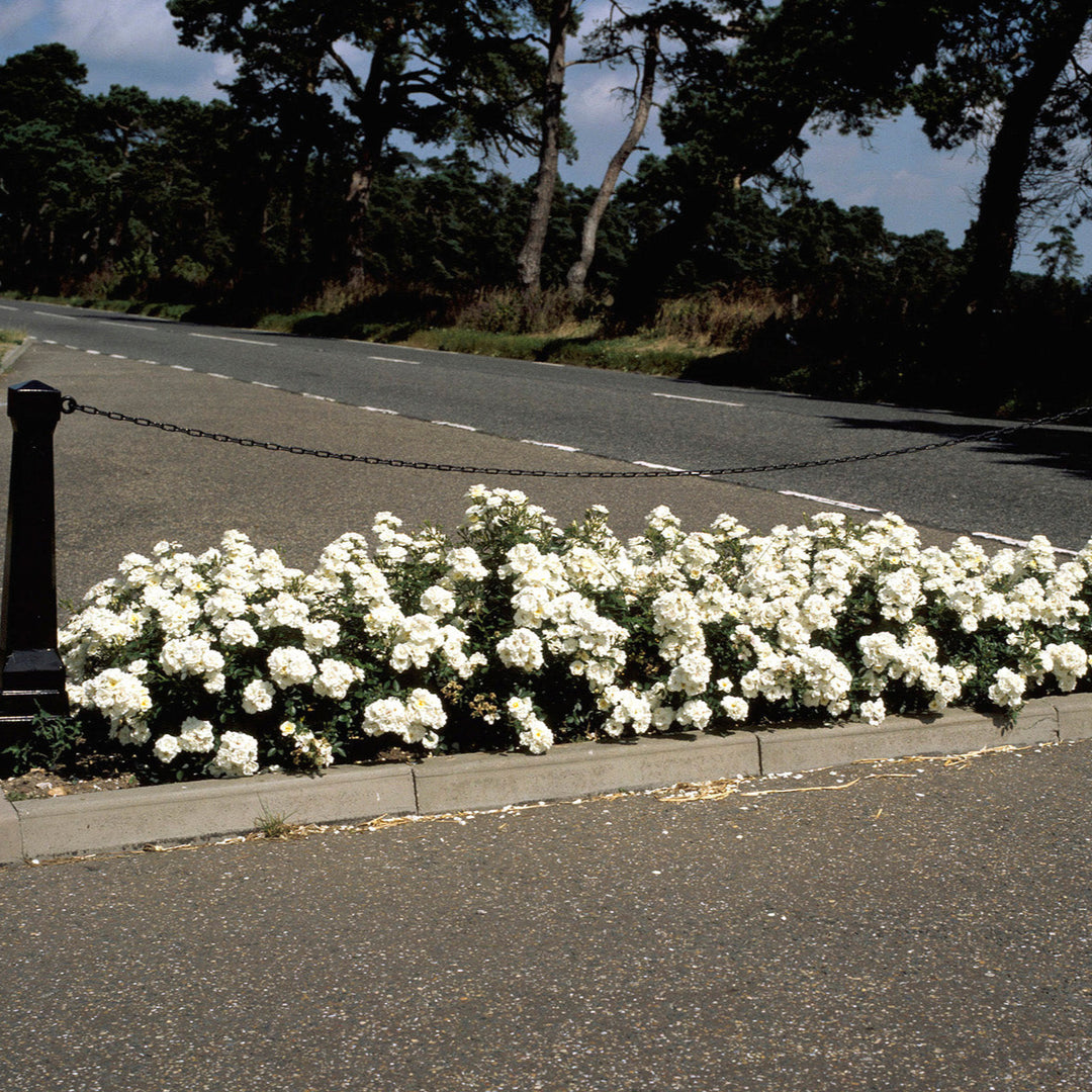 Rosa 'White Cover' (Towne & Country Collection)