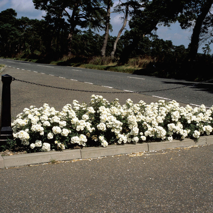 Rosa 'White Cover' (Towne & Country Collection)