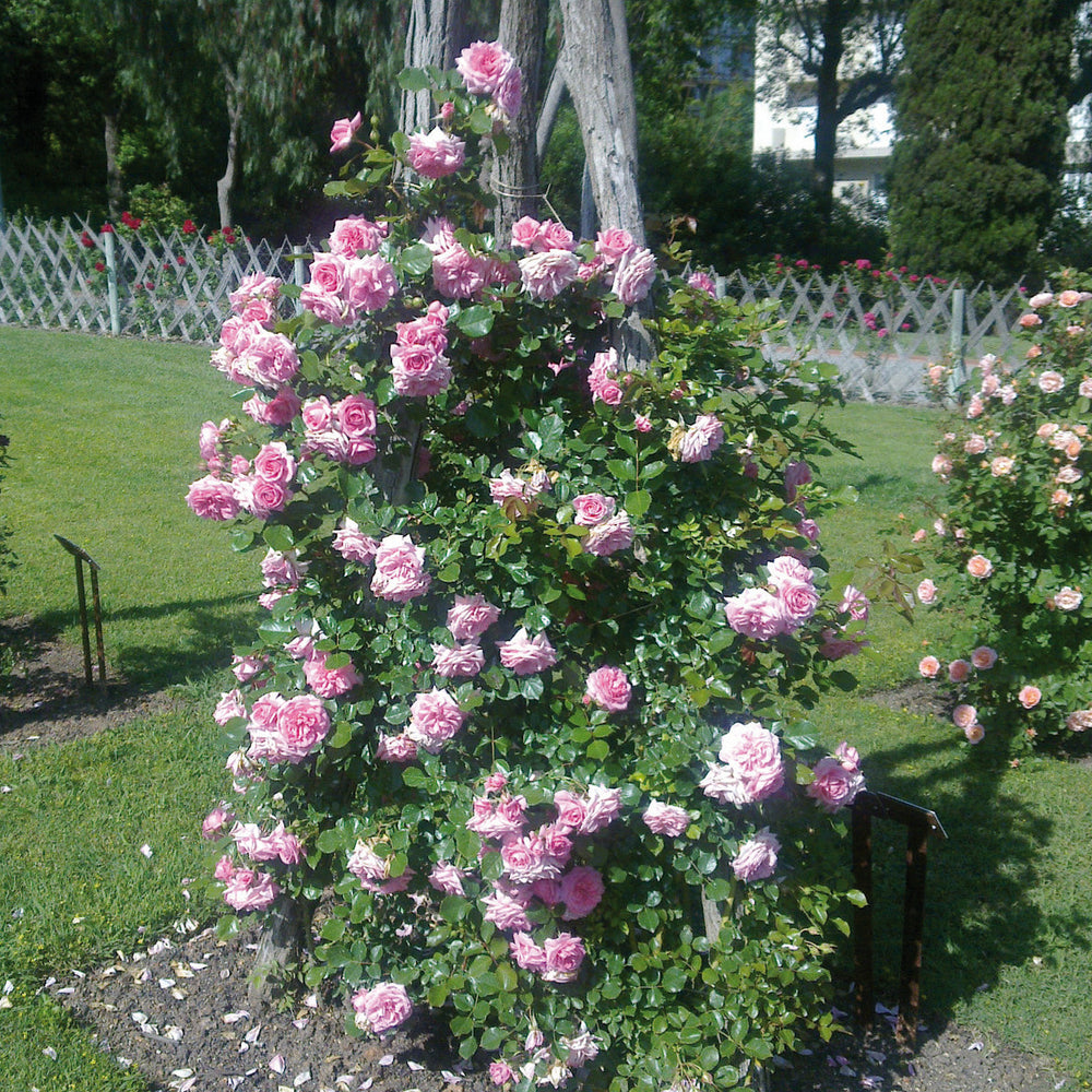 Rosa 'Mamma Mia'