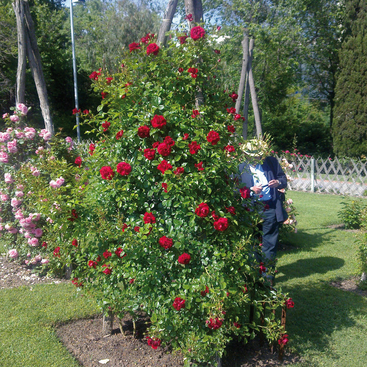 Rosa 'Grand Award'