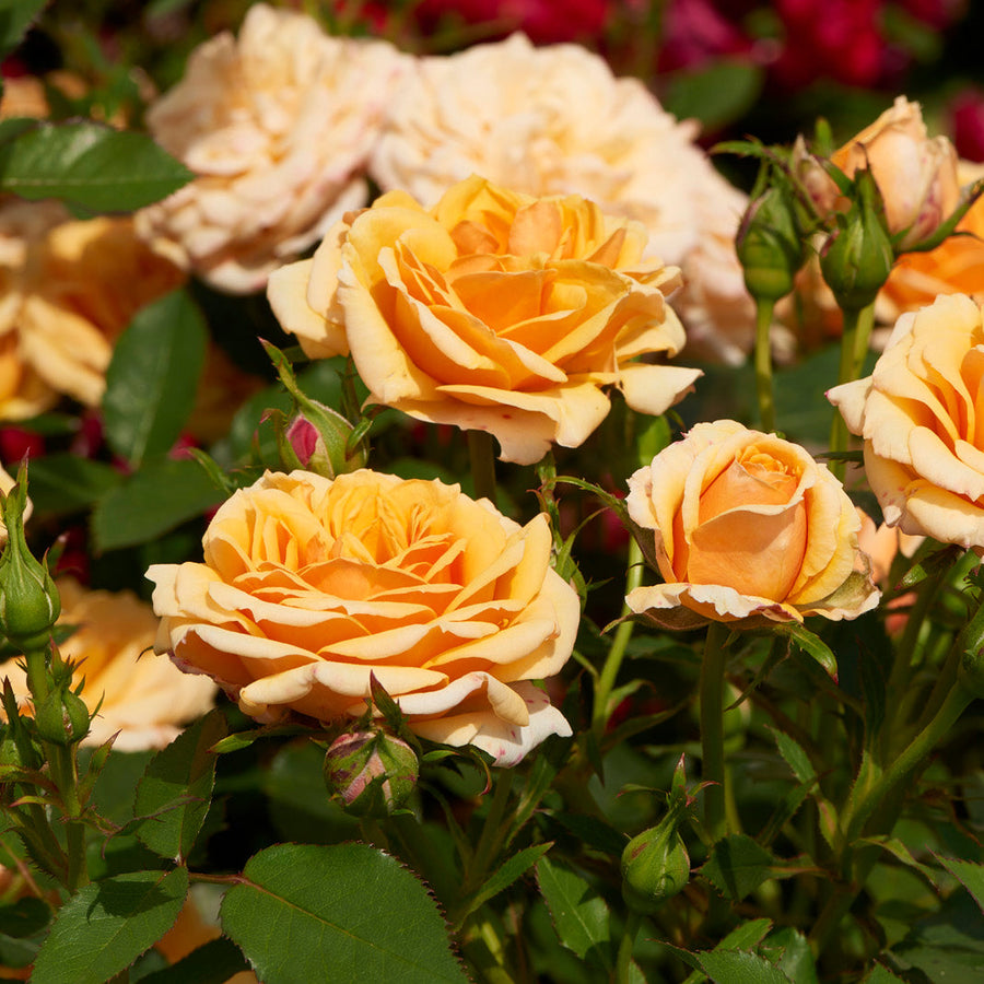 Rosa 'Disco Tango'