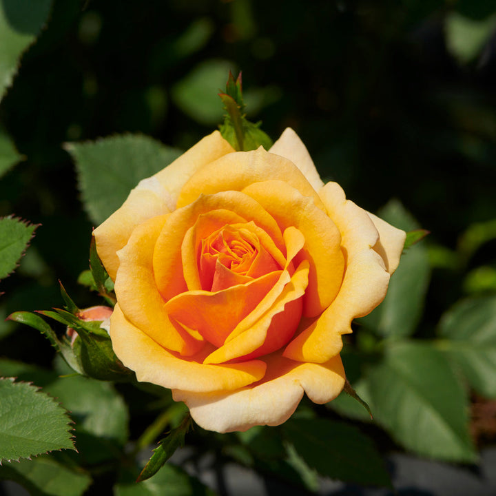 Rosa 'Disco Tango'