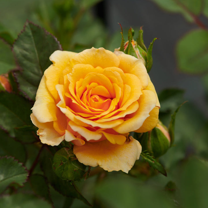 Rosa 'Disco Tango'