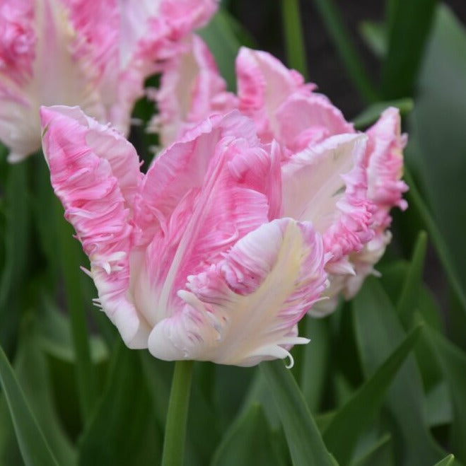 Tulip 'Cabanna'