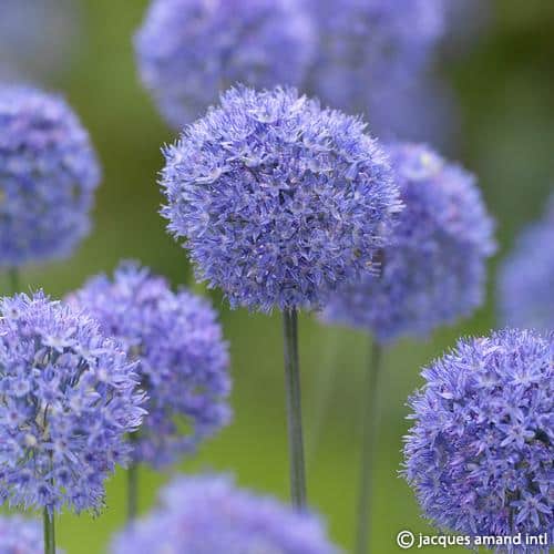 Allium caeruleum