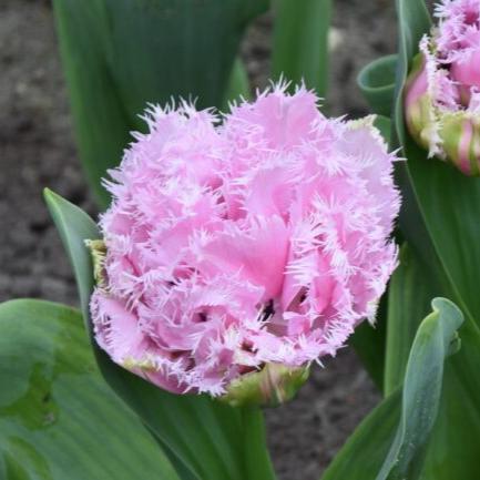 Tulip 'Cairns'