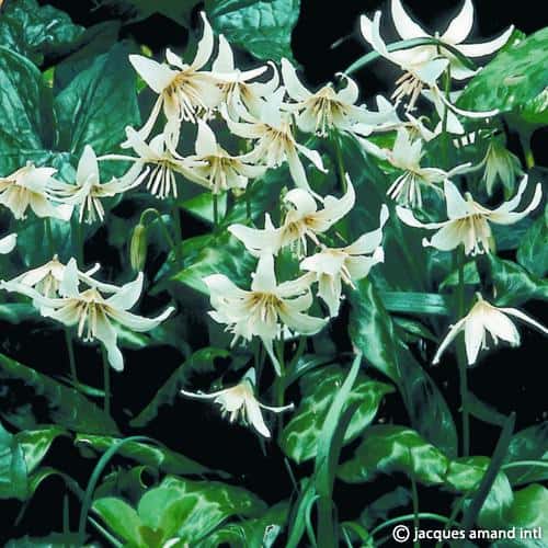 Erythronium californicum 'White Beauty'