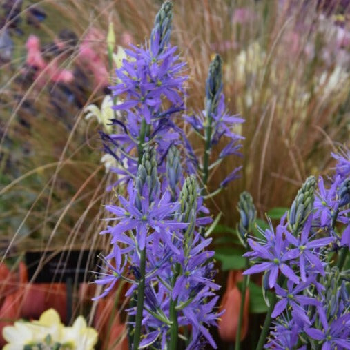 Camassia leichtlinii 'Caerulea'