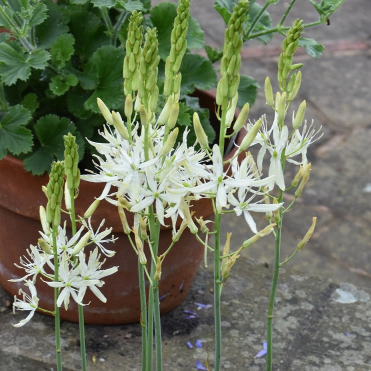 Camassia leichtlinii 'Sacajawea'