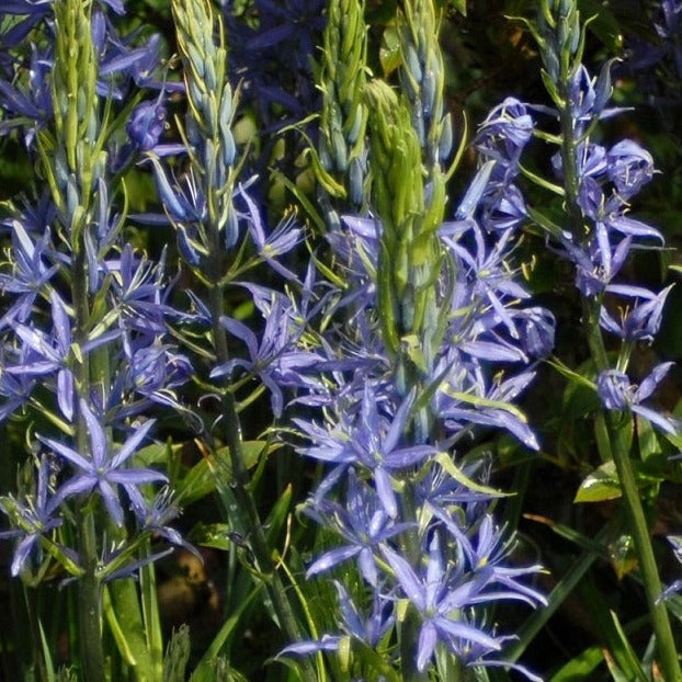 Camassia cusickii