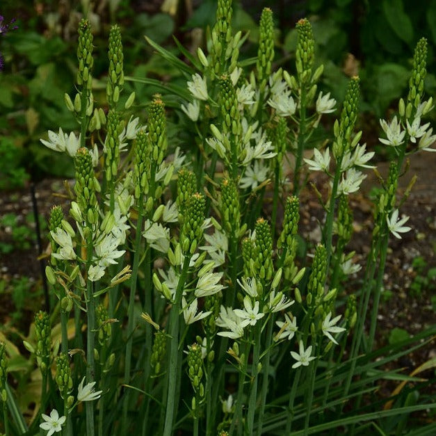 Camassia leichtlinii 'Silk River'