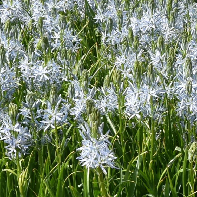 Camassia cusickii 'Zwanenburg' Bulbs