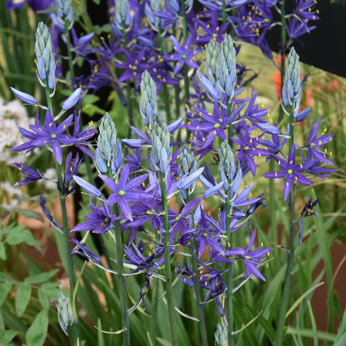 Camassia leichtlinii 'Maybelle' Bulbs