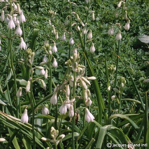 Buy Galtonia candicans (Summer Hyacinth) Bulbs online