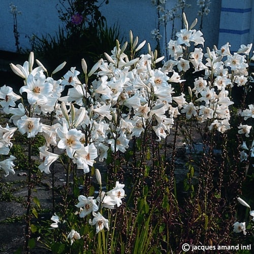 Lilium candidum