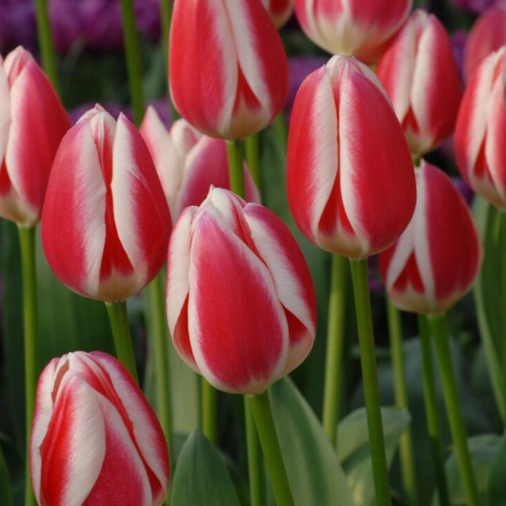 Tulip 'Candy Apple Delight'