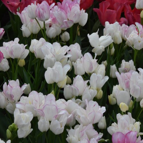 Tulipa 'Candy Club'