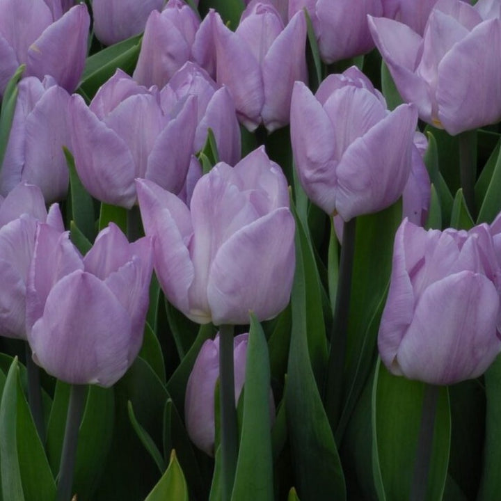 Tulip 'Candy Prince'