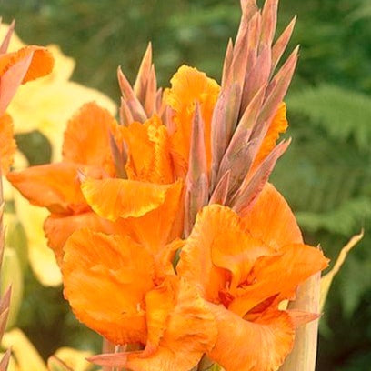 Buy Canna 'Liberte' Rhizomes online