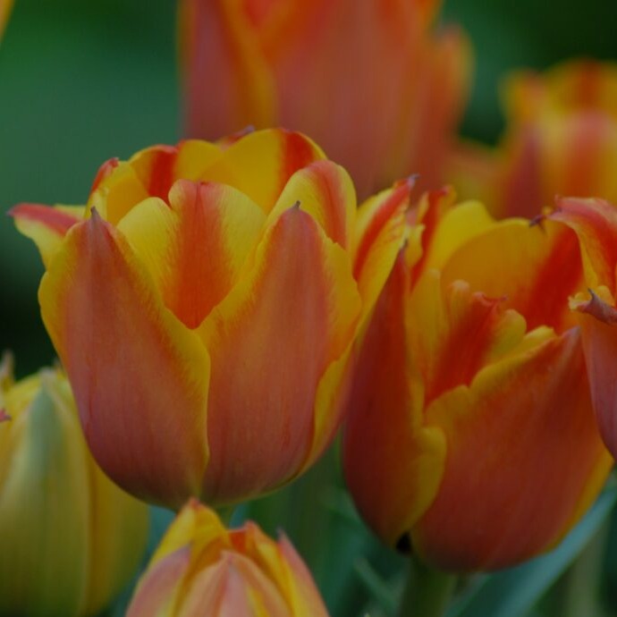 Tulip 'Cape Cod'