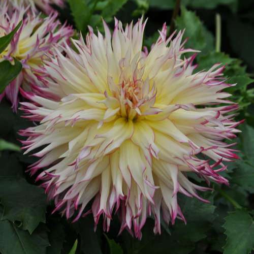 Dahlia 'Caproz Josephine'