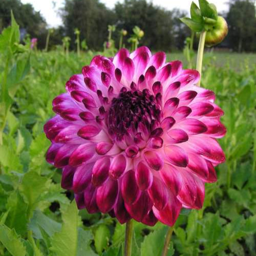 Dahlia 'Caproz Pizzazz'