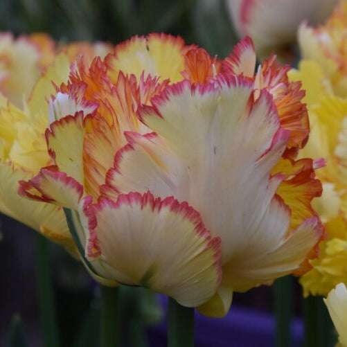 Tulip 'Caribbean Parrot'