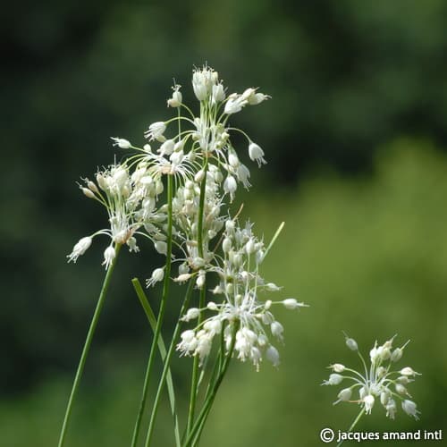 Allium carinatum ssp. pulchellum album