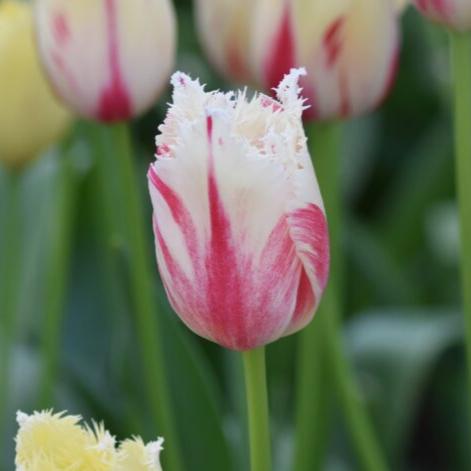 Tulipa 'Carousel' Bulbs - Garden Wildlife
