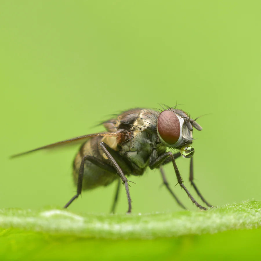 Carrot Root Fly on a leaf