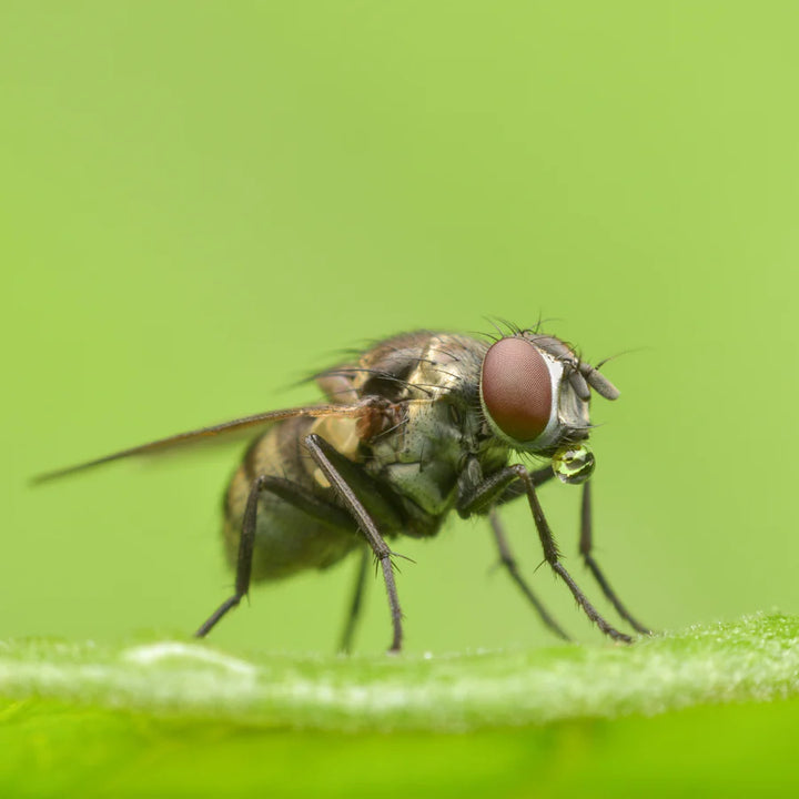 Carrot Root Fly on a leaf