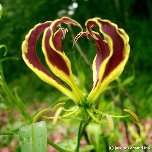 Gloriosa superba 'Carsonii'