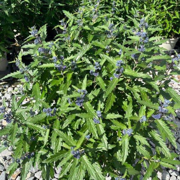 Caryopteris × clandonensis 'Blue Balloon'