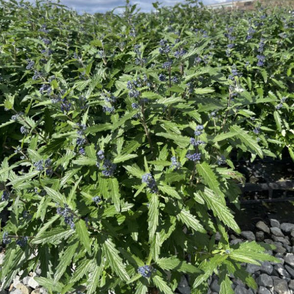 Caryopteris × clandonensis 'Blue Balloon'