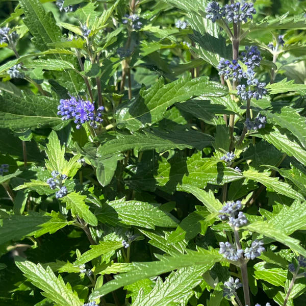 Caryopteris × clandonensis 'Blue Balloon'