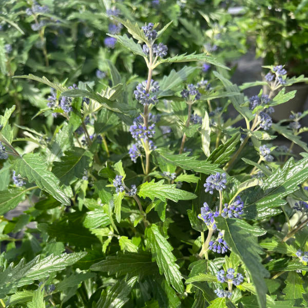 Caryopteris × clandonensis 'Blue Balloon'