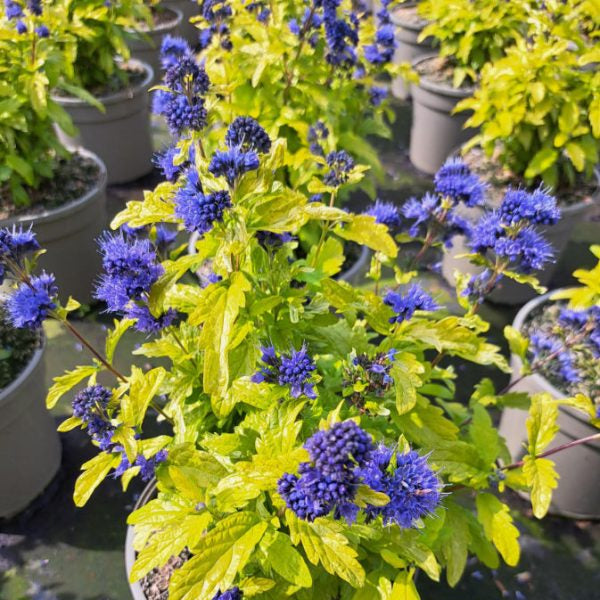 Caryopteris × clandonensis 'Sapphire Dream'
