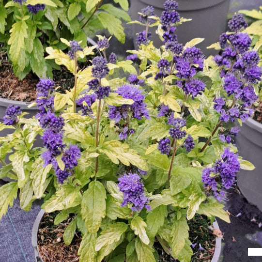 Caryopteris × clandonensis 'Sapphire Dream'
