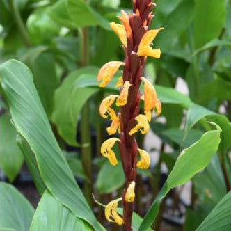 Buy Cautleya gracilis Rhizomes online