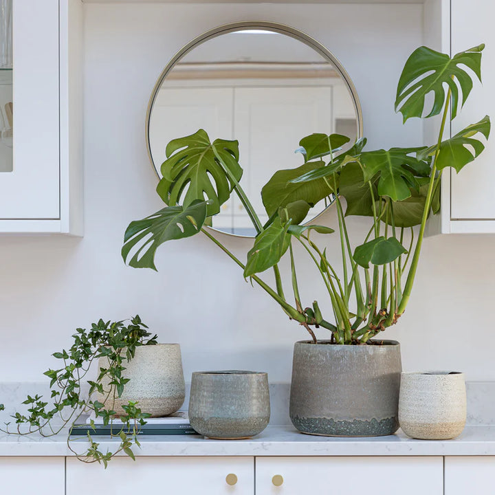 Ivyline Celeste Planter