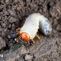 Gardening Naturally Chafer Nematodes