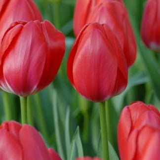 Tulip 'Cherry Delight'