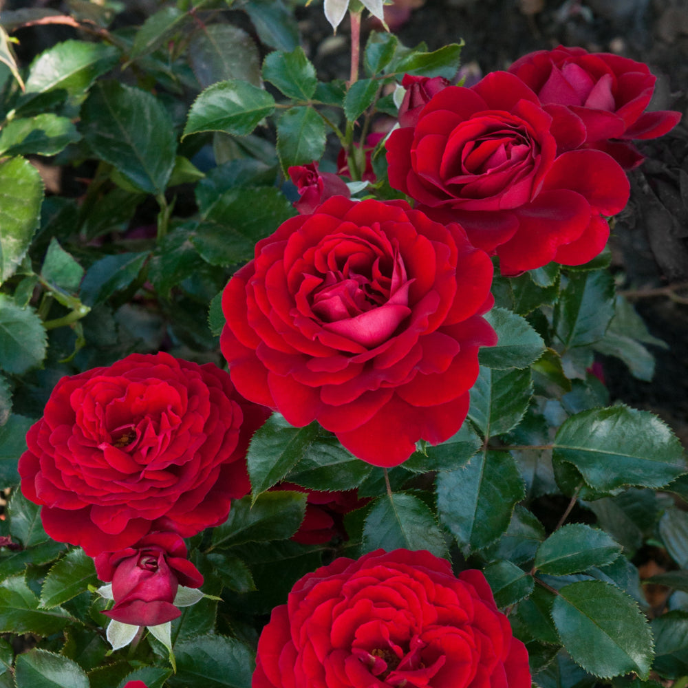 Rosa 'Chic' (Fashion Collection)