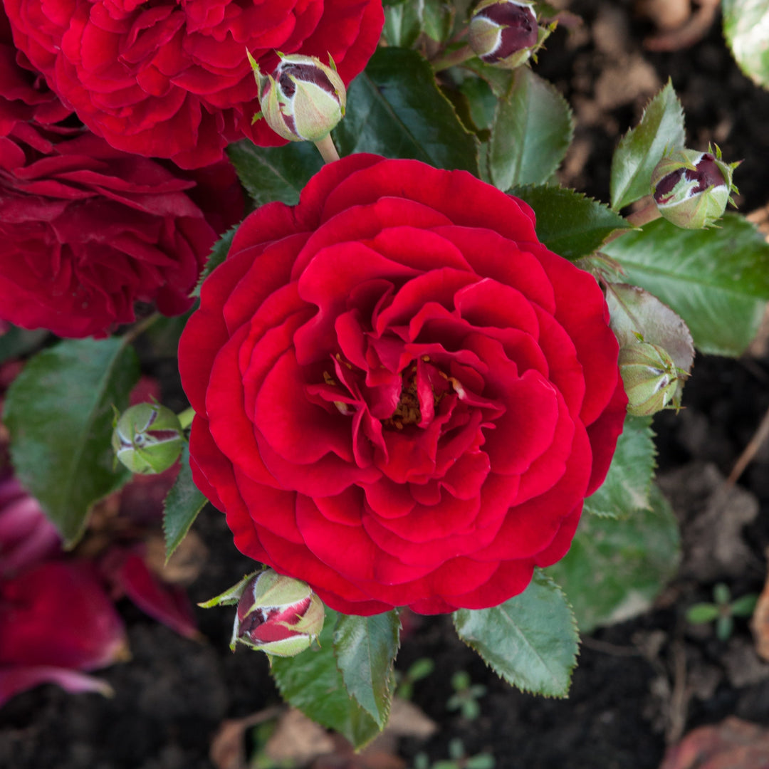 Rosa 'Chic' (Fashion Collection)